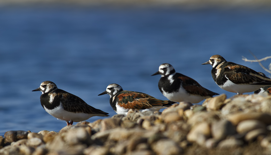Ruddy Turnstone