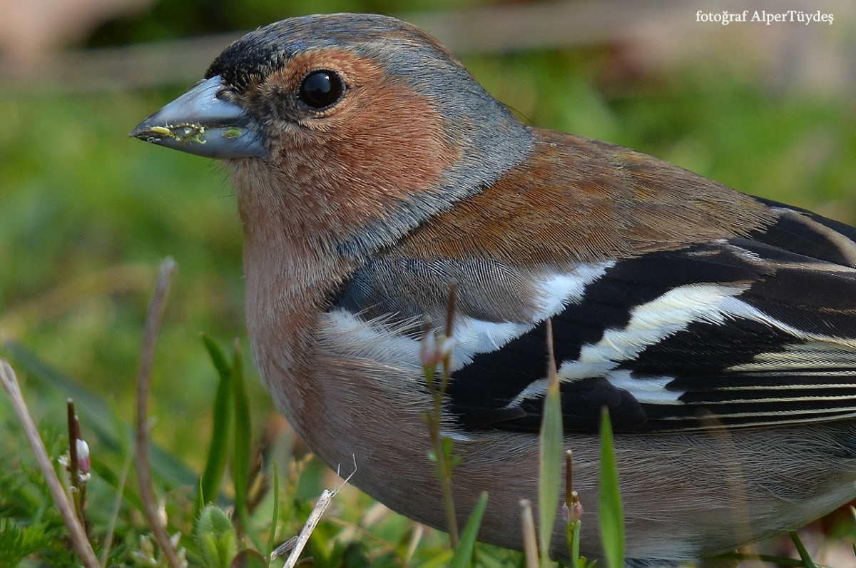 Eurasian Chaffinch