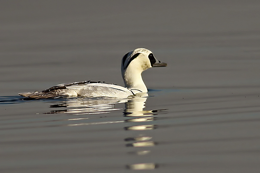 Smew