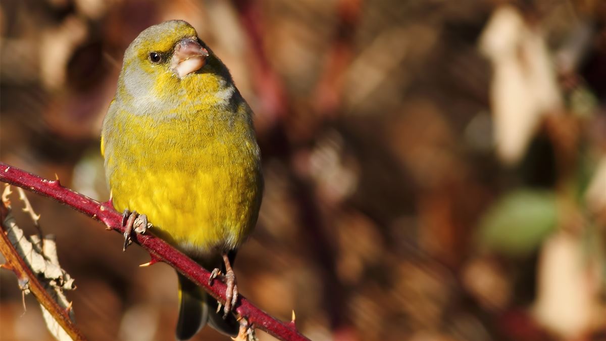 European Greenfinch
