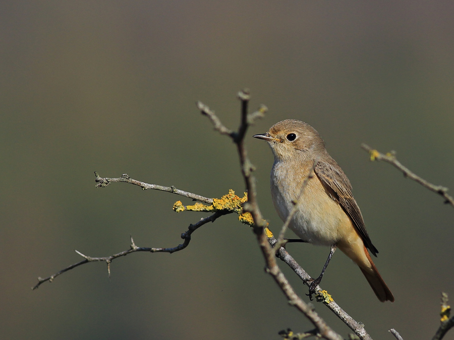 Common Redstart