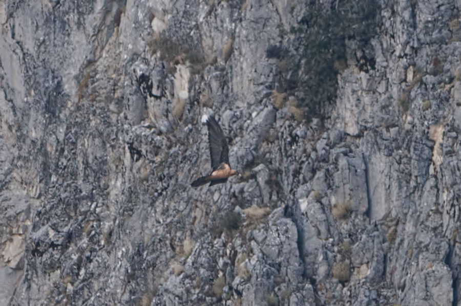 Bearded Vulture