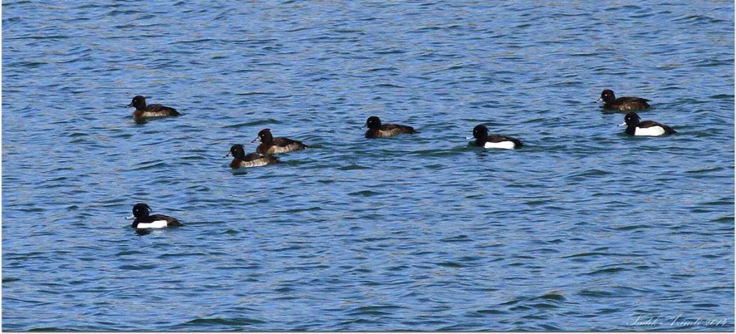 Tufted Duck