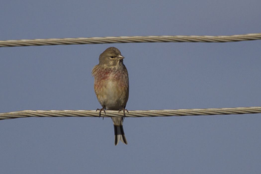 Common Linnet