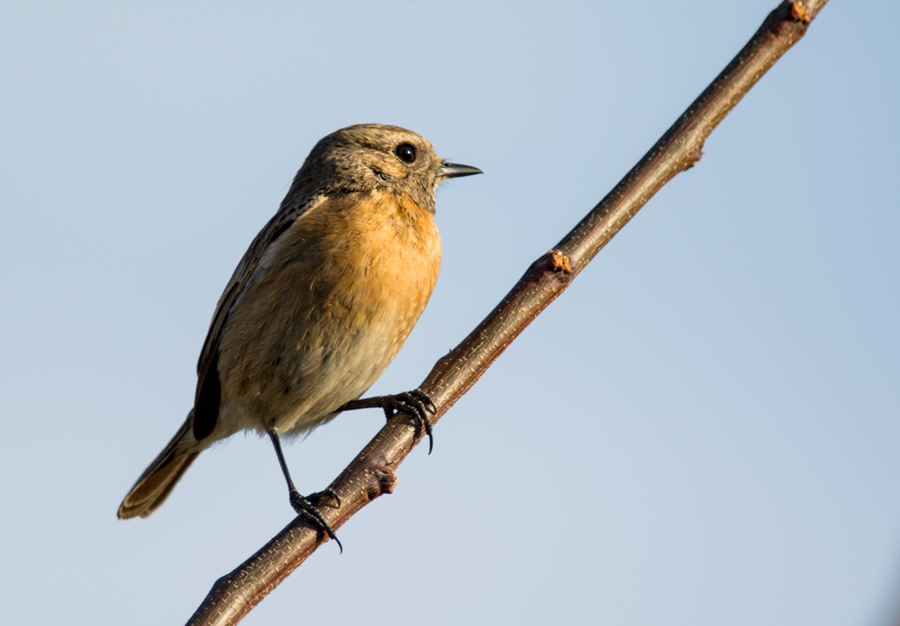 European Stonechat