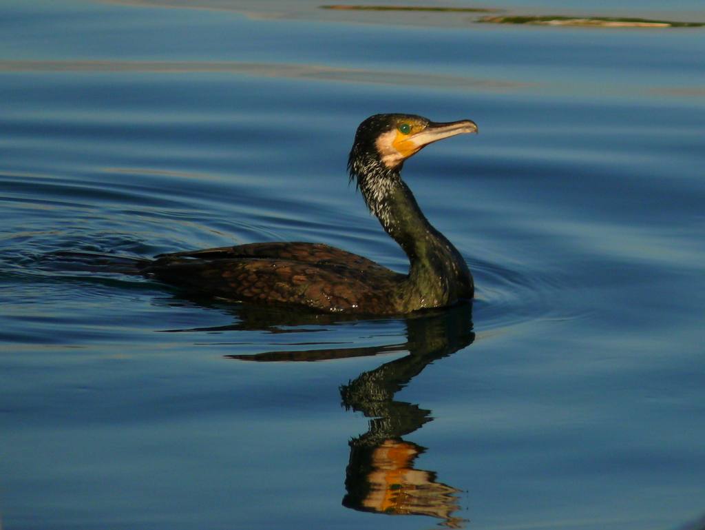 Great Cormorant
