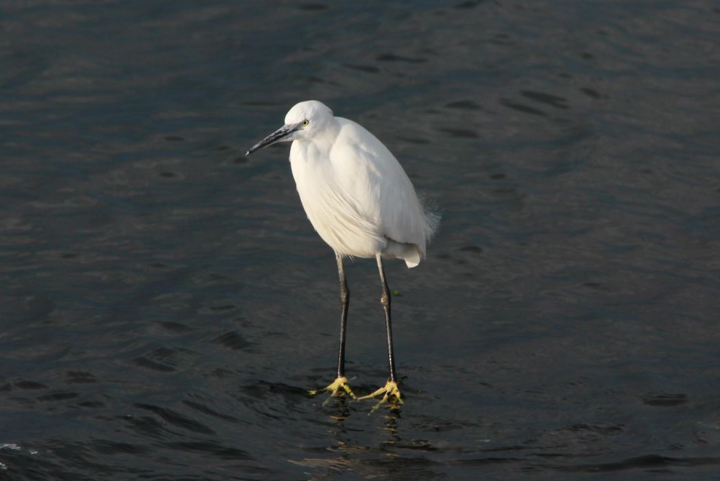 Little Egret