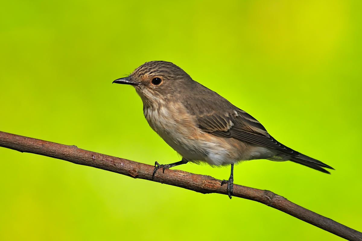 Spotted Flycatcher
