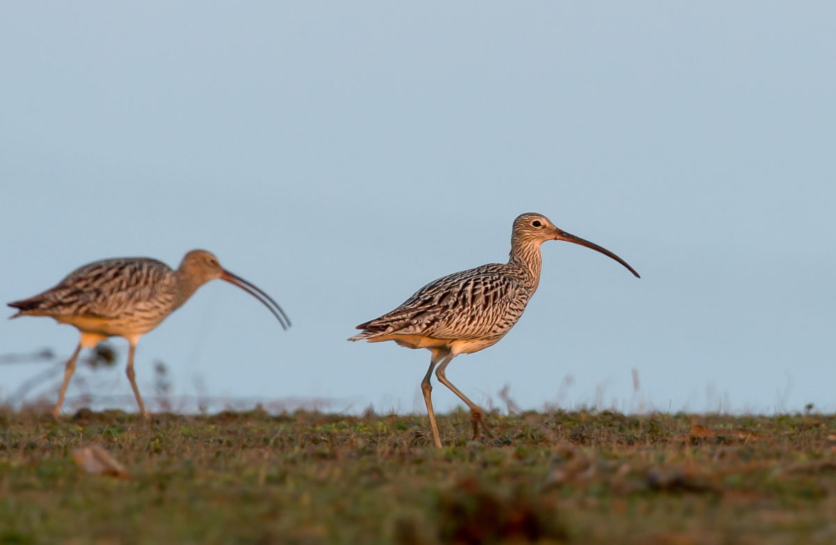 Eurasian Curlew