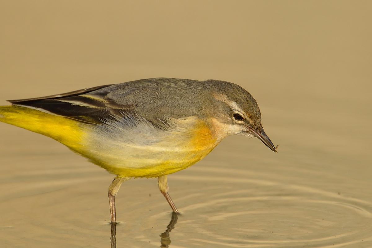 Grey Wagtail