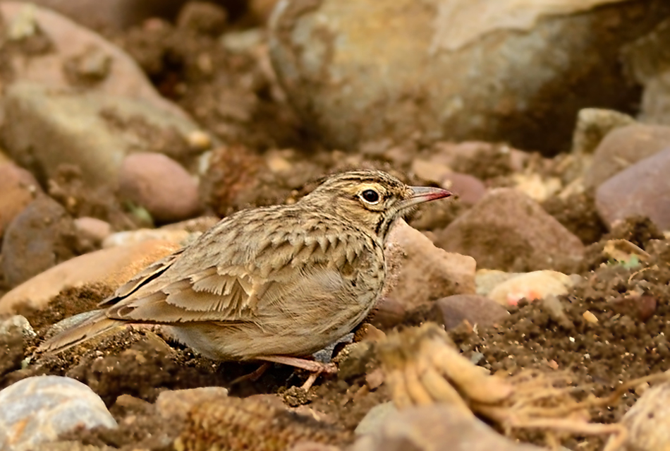 Crested Lark