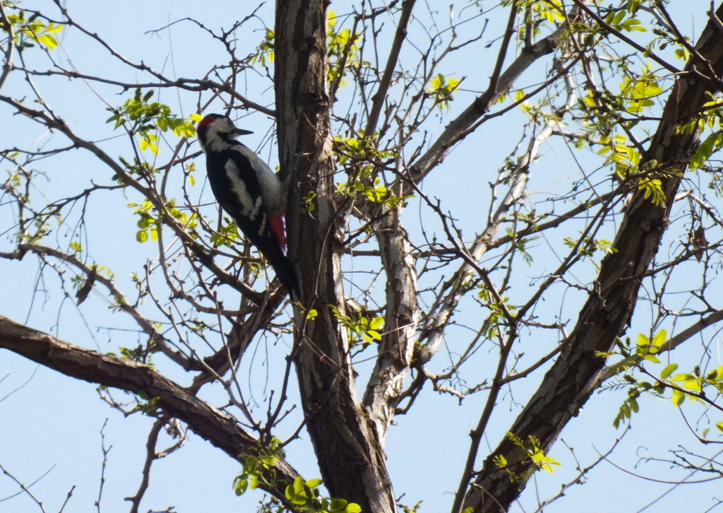 Syrian Woodpecker