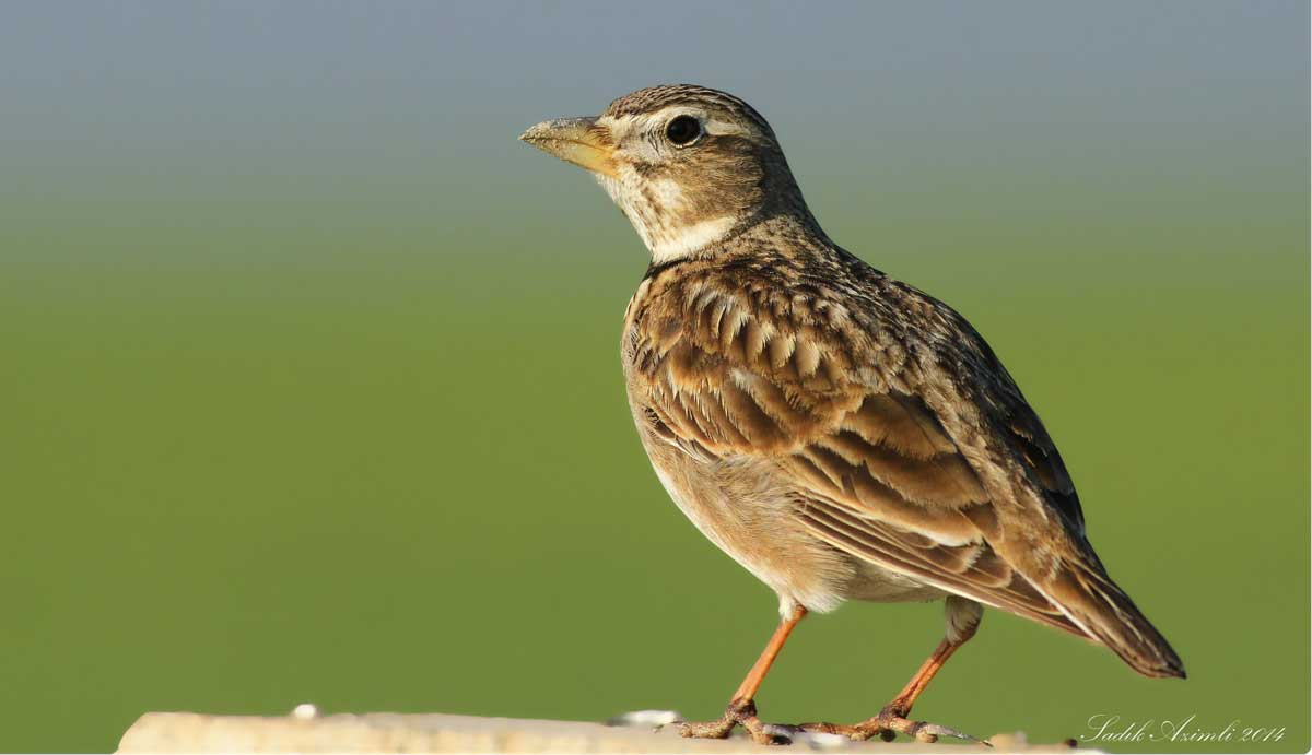 Calandra Lark