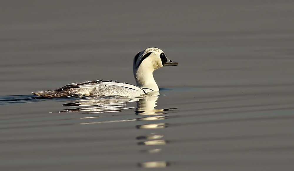 Smew