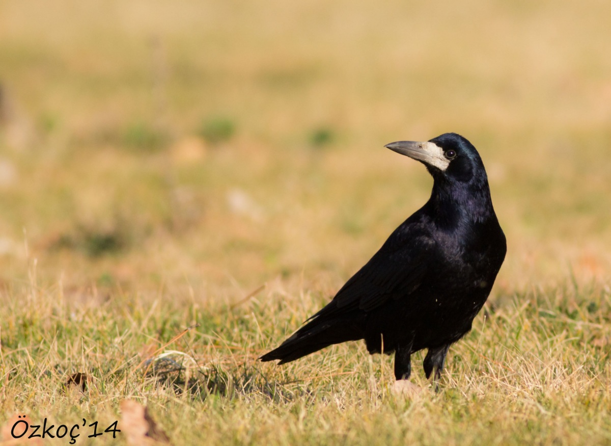 Rook