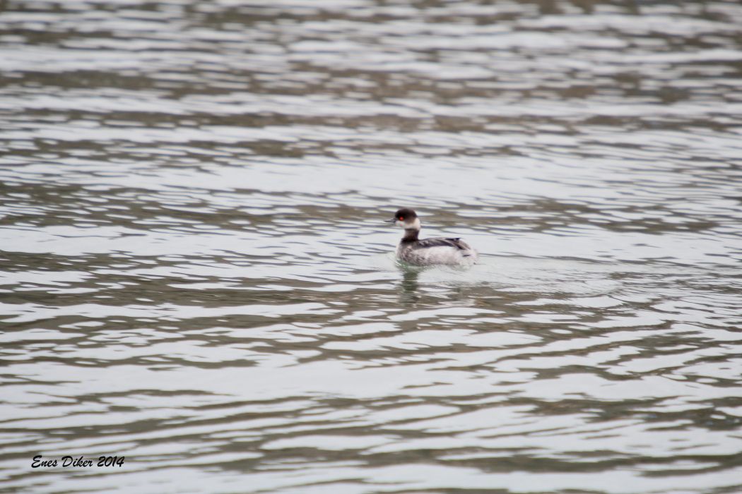 Black-necked Grebe