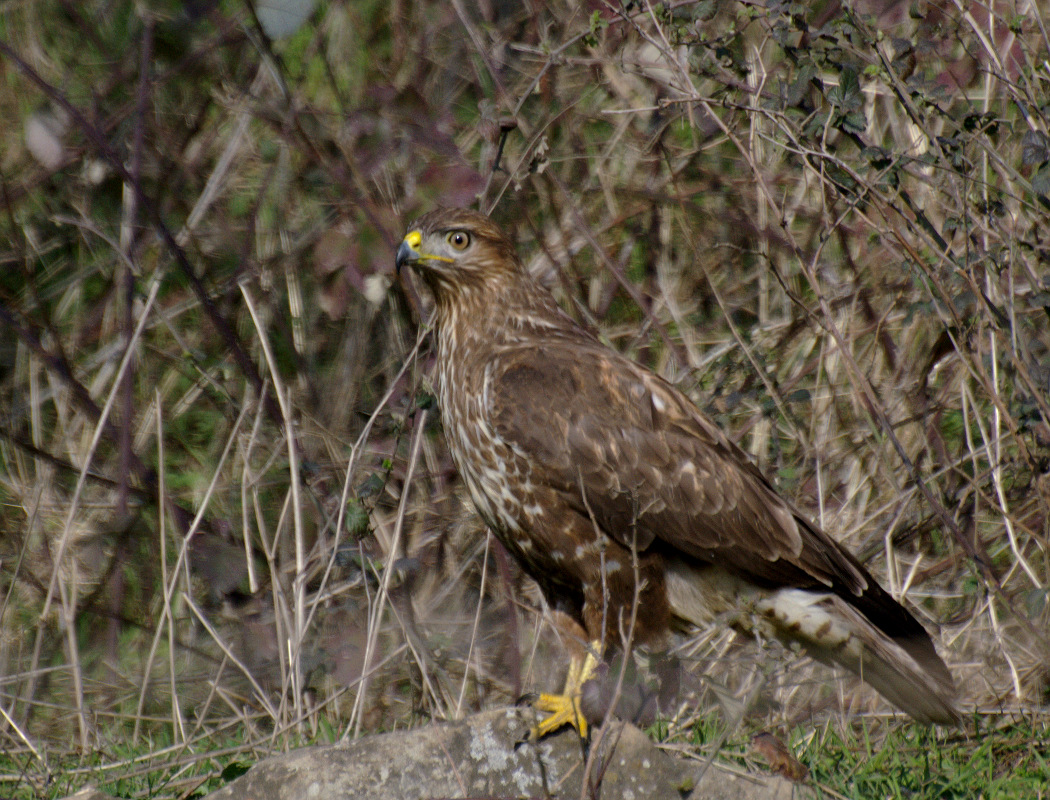 Common Buzzard