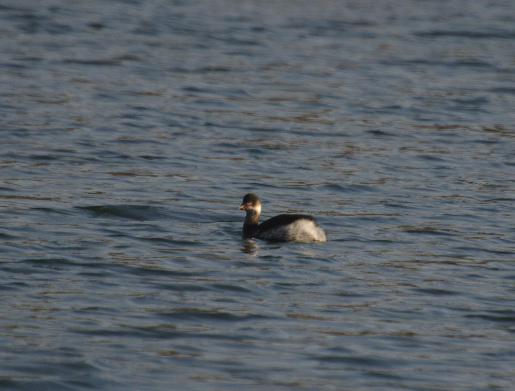 Black-necked Grebe