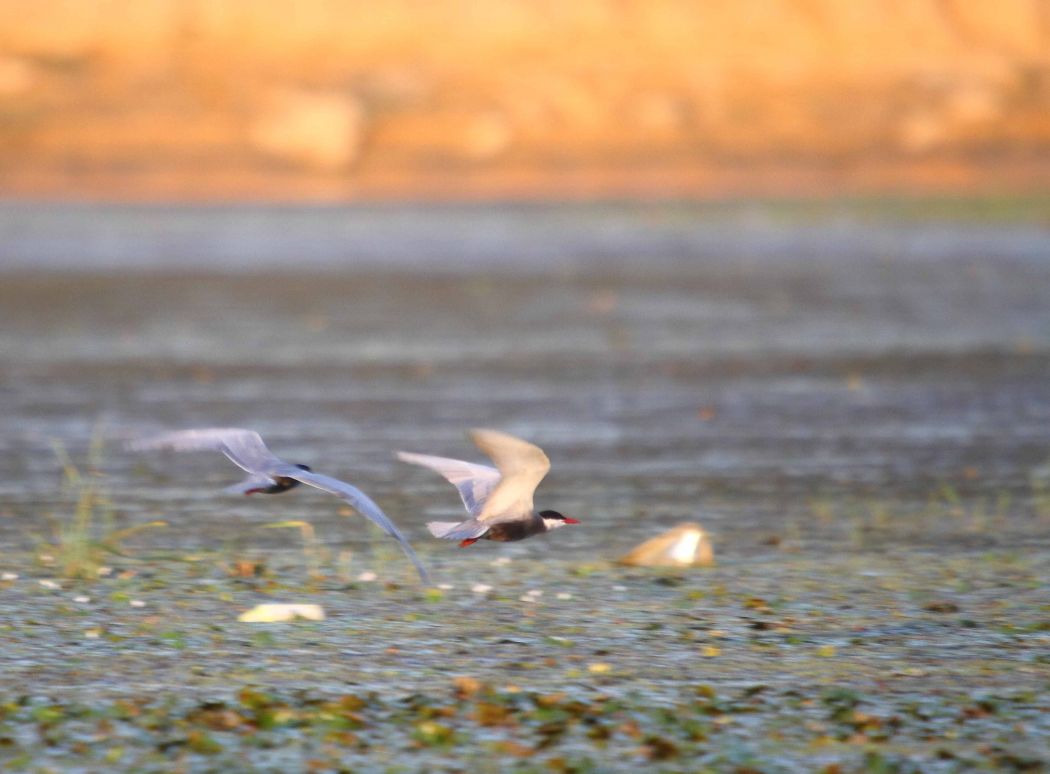 Whiskered Tern