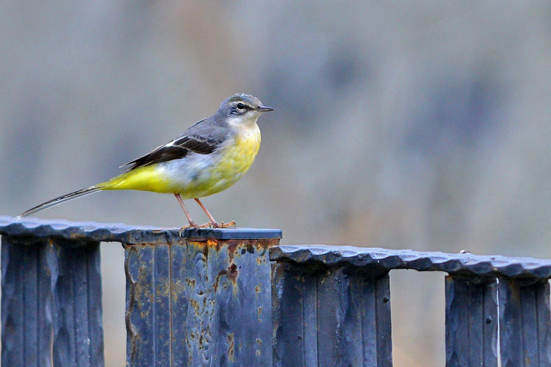 Grey Wagtail