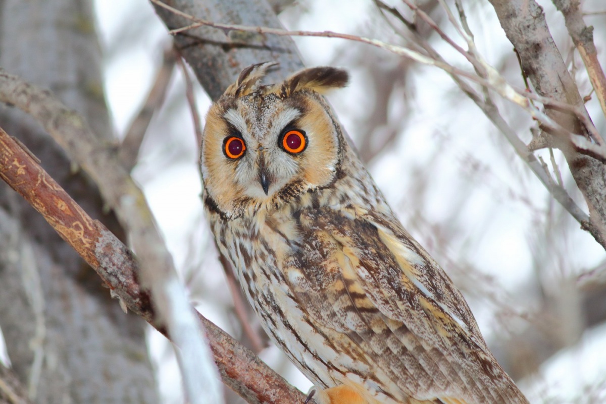 Long-eared Owl