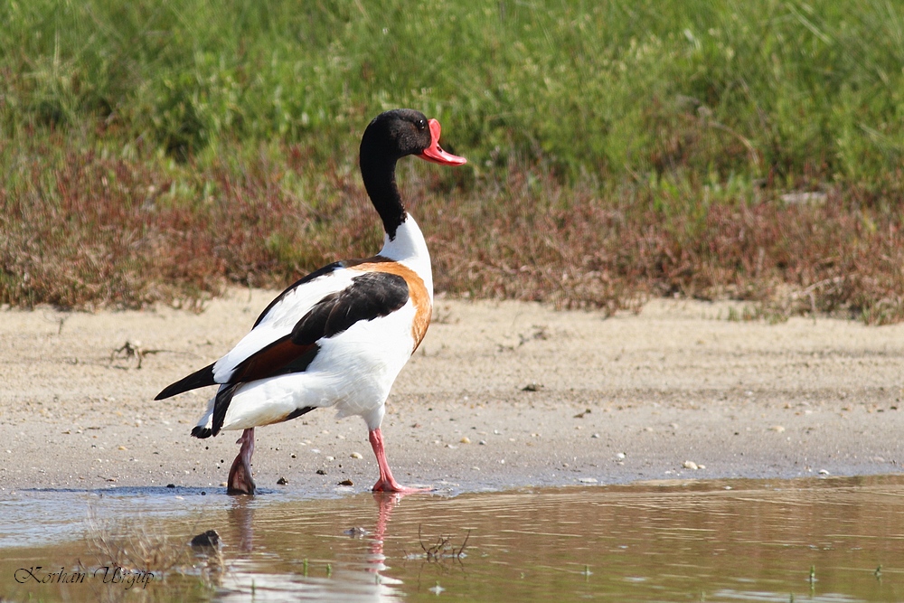 Common Shelduck