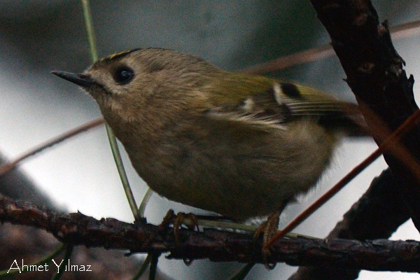 Goldcrest