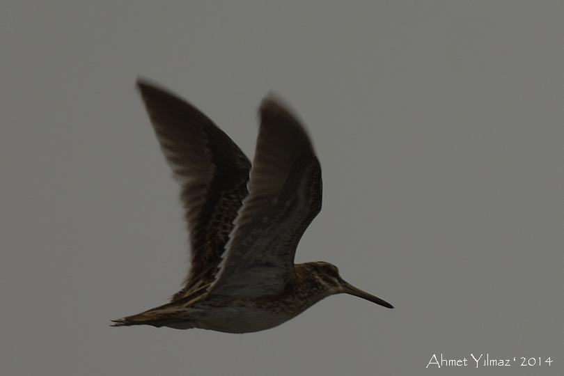 Jack Snipe