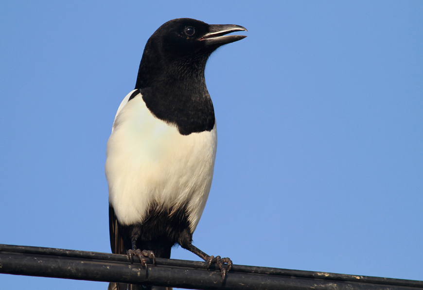 Eurasian Magpie