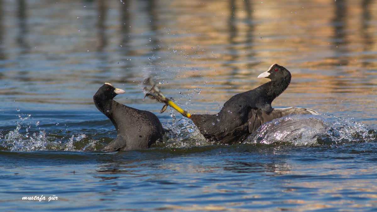 Eurasian Coot