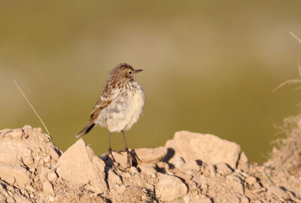 Water Pipit
