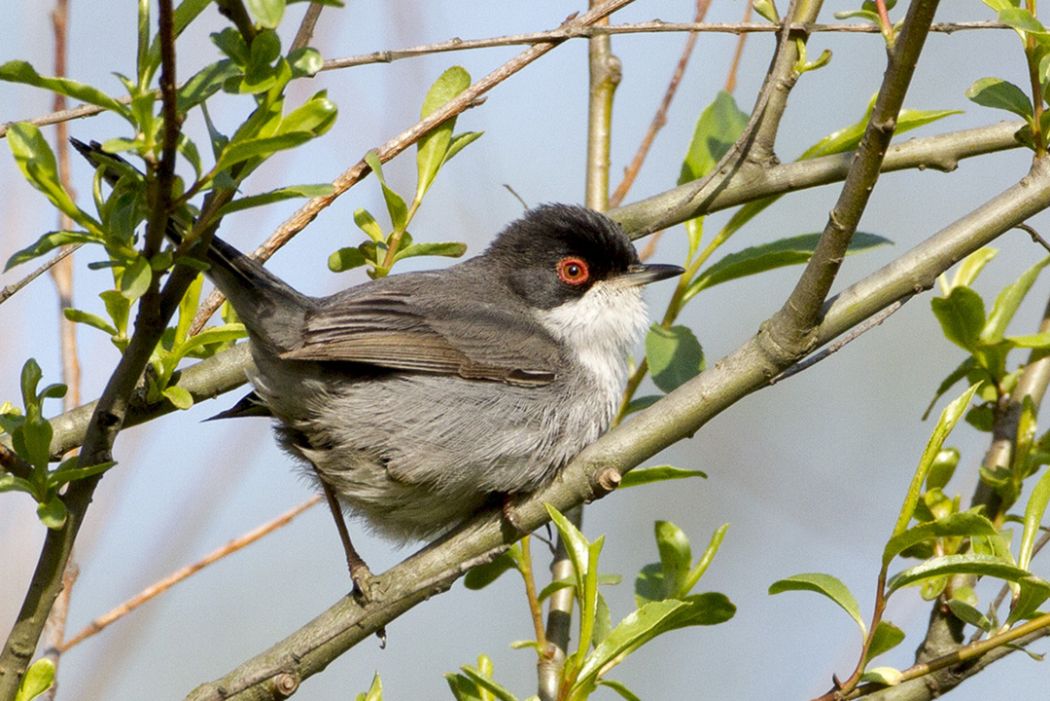 Sardinian Warbler