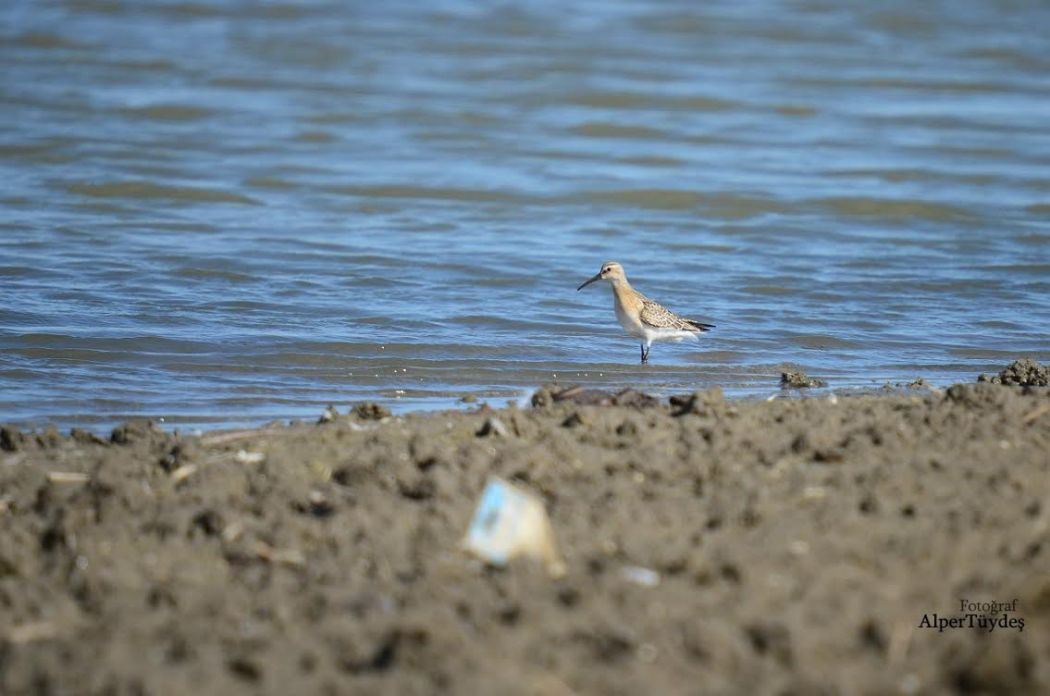 Curlew Sandpiper