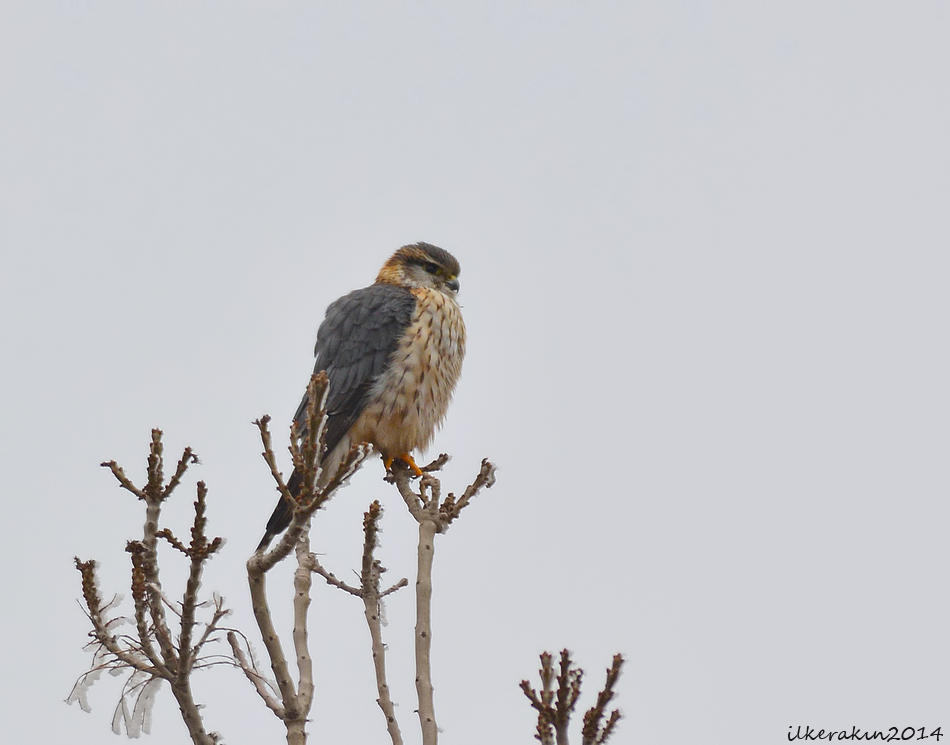 Merlin