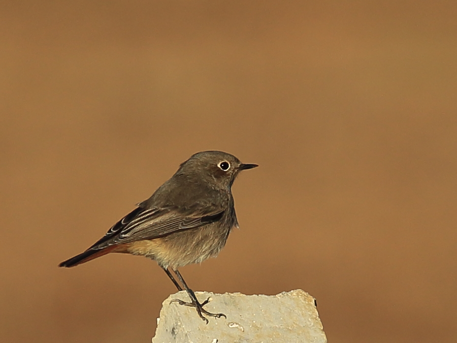 Black Redstart