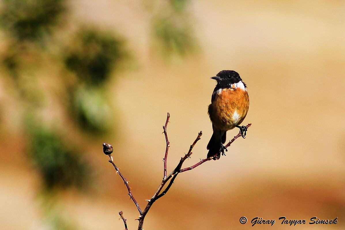 European Stonechat