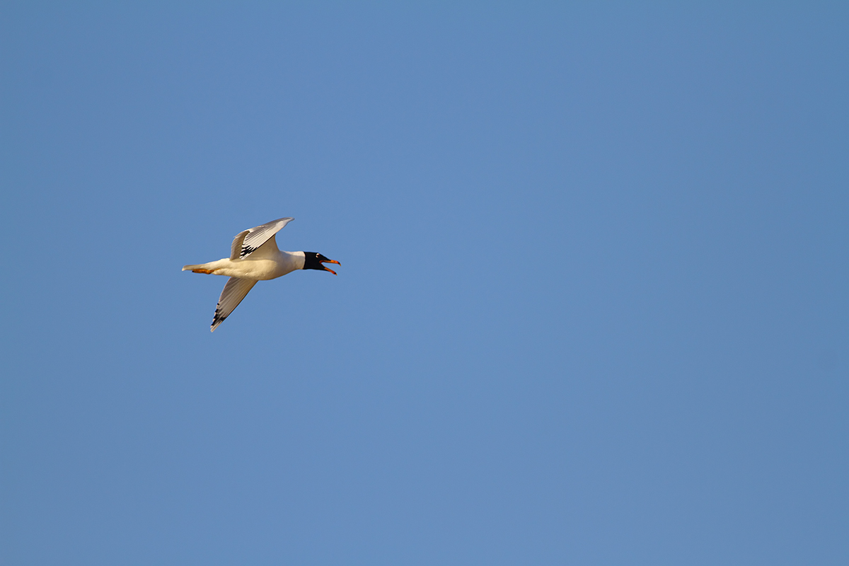 Pallas`s Gull