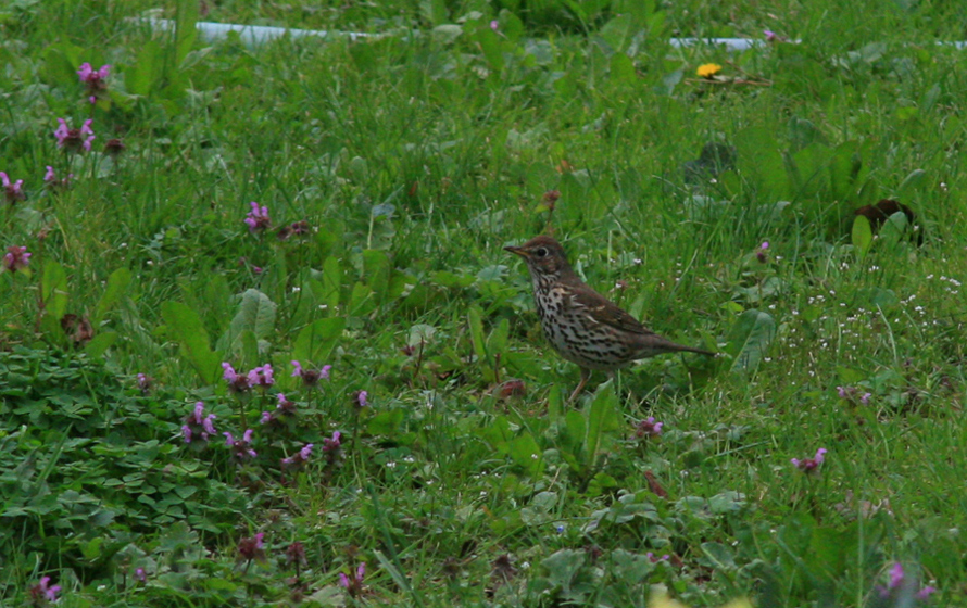 Song Thrush