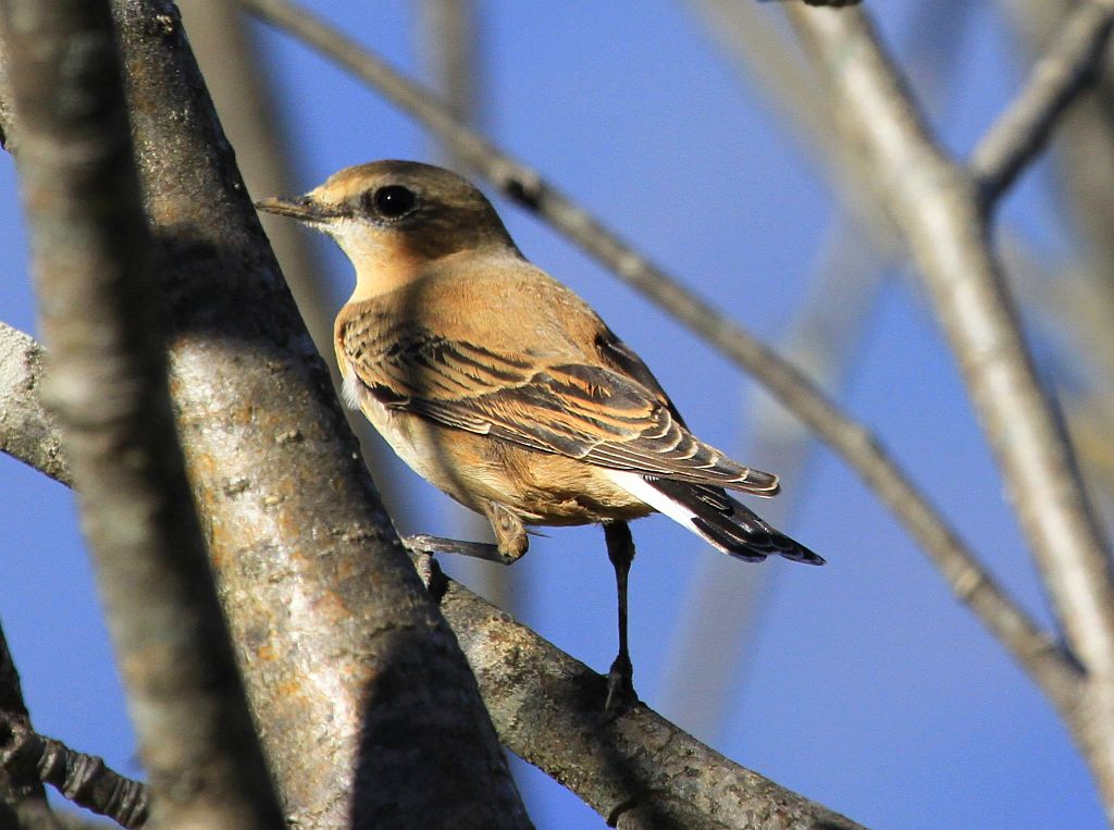 Northern Wheatear