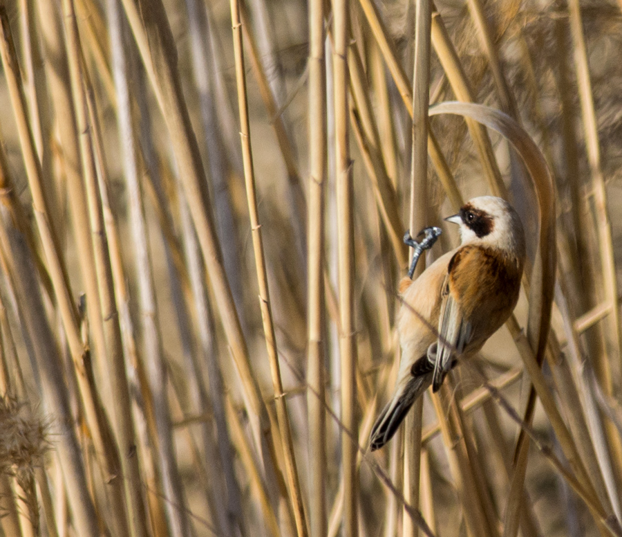 Eurasian Penduline Tit