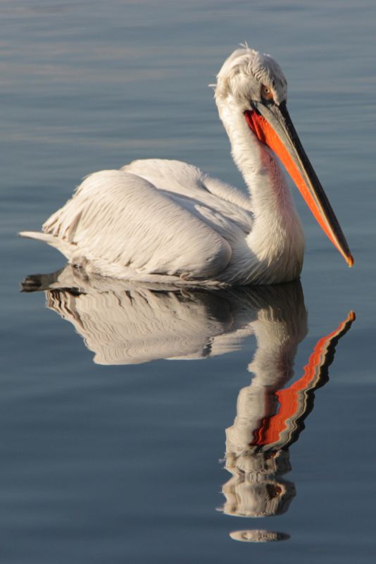 Dalmatian Pelican