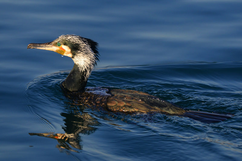 Great Cormorant