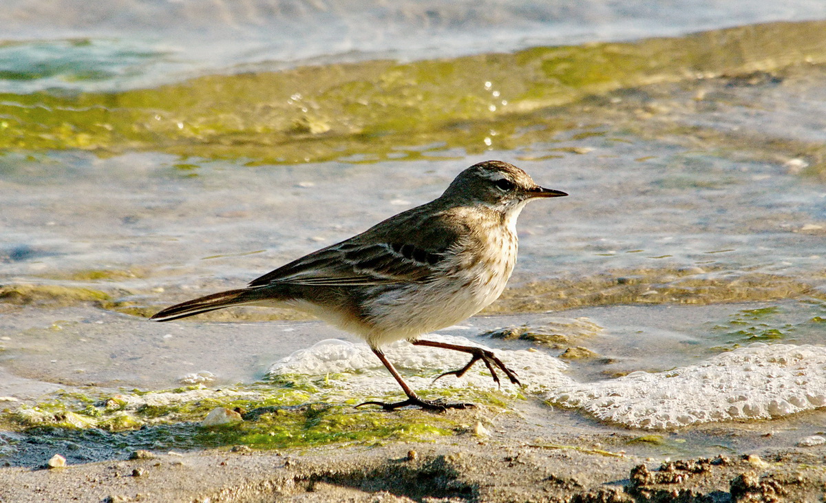 Water Pipit