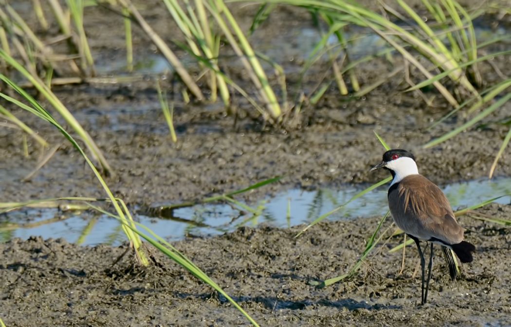 Spur-winged Lapwing