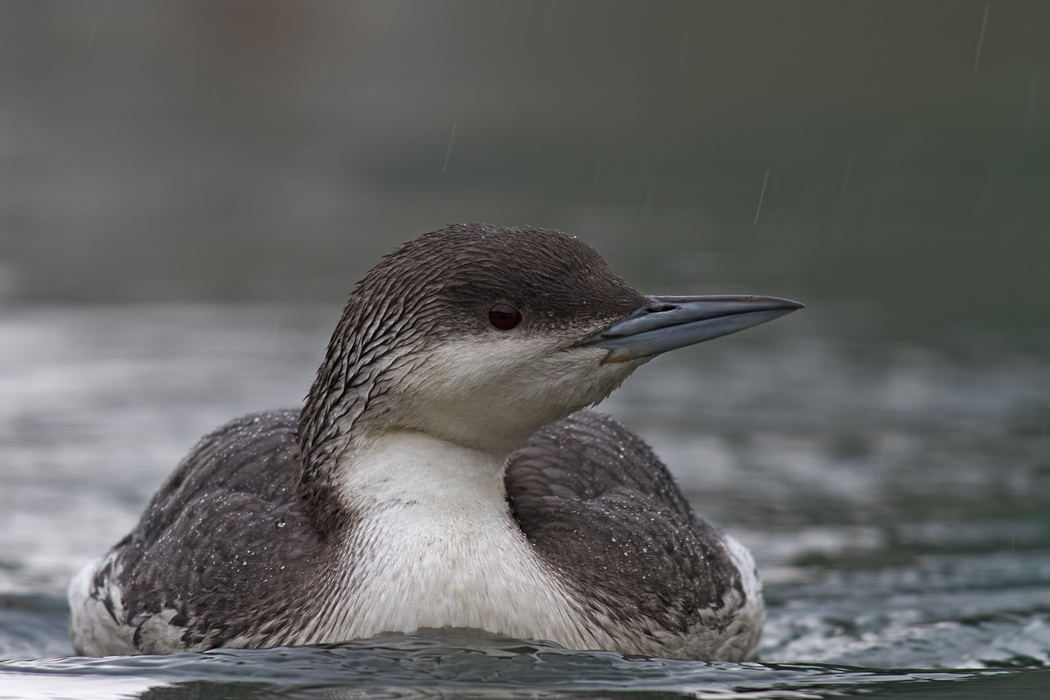 Black-throated Loon