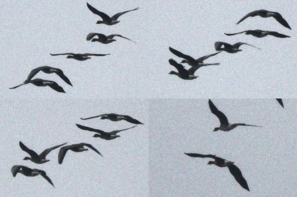Greater White-fronted Goose