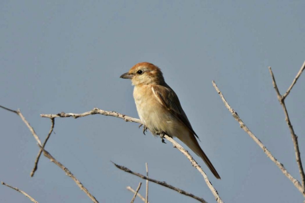 Isabelline Shrike