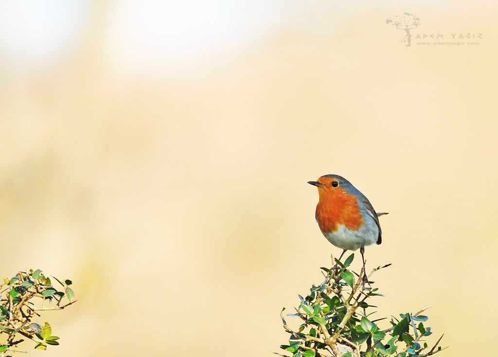 European Robin