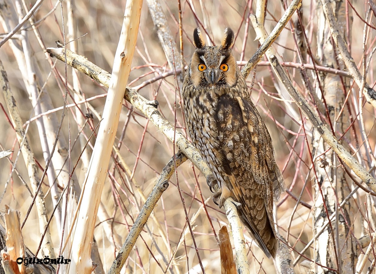Long-eared Owl