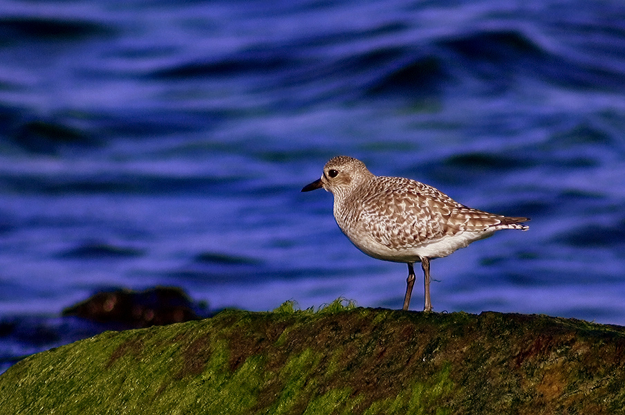 Grey Plover